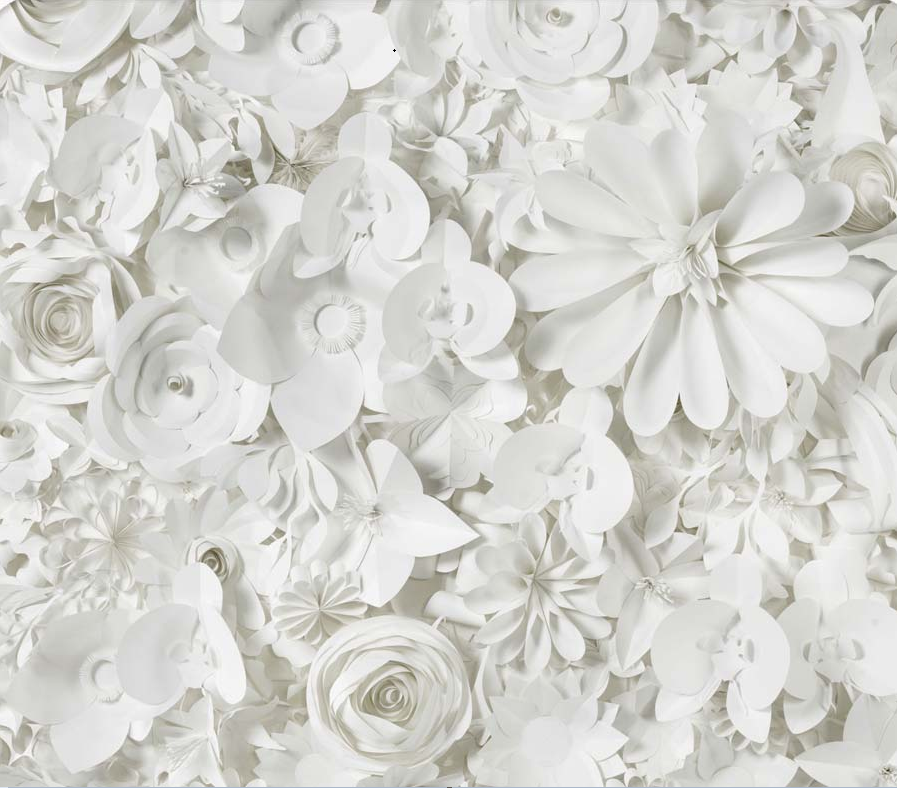 White Rose